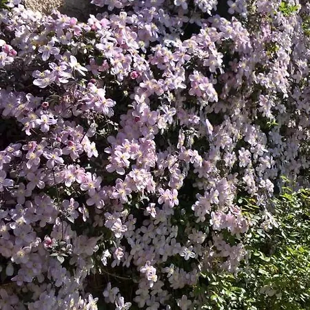 Bed & Breakfast Annalee House Butlersbridge