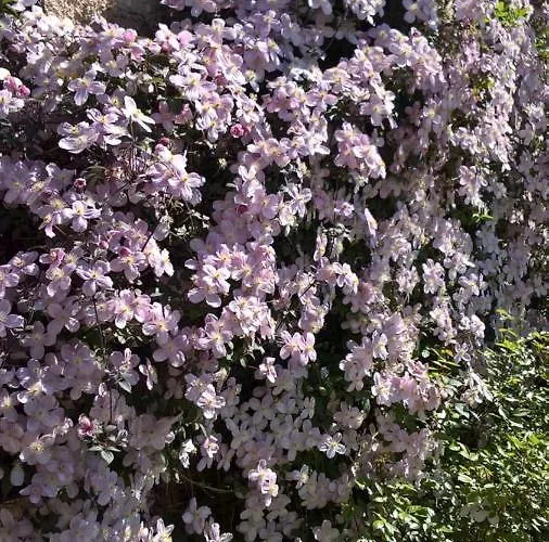 ベッド・アンド・ブレックファスト Annalee House Butlersbridge